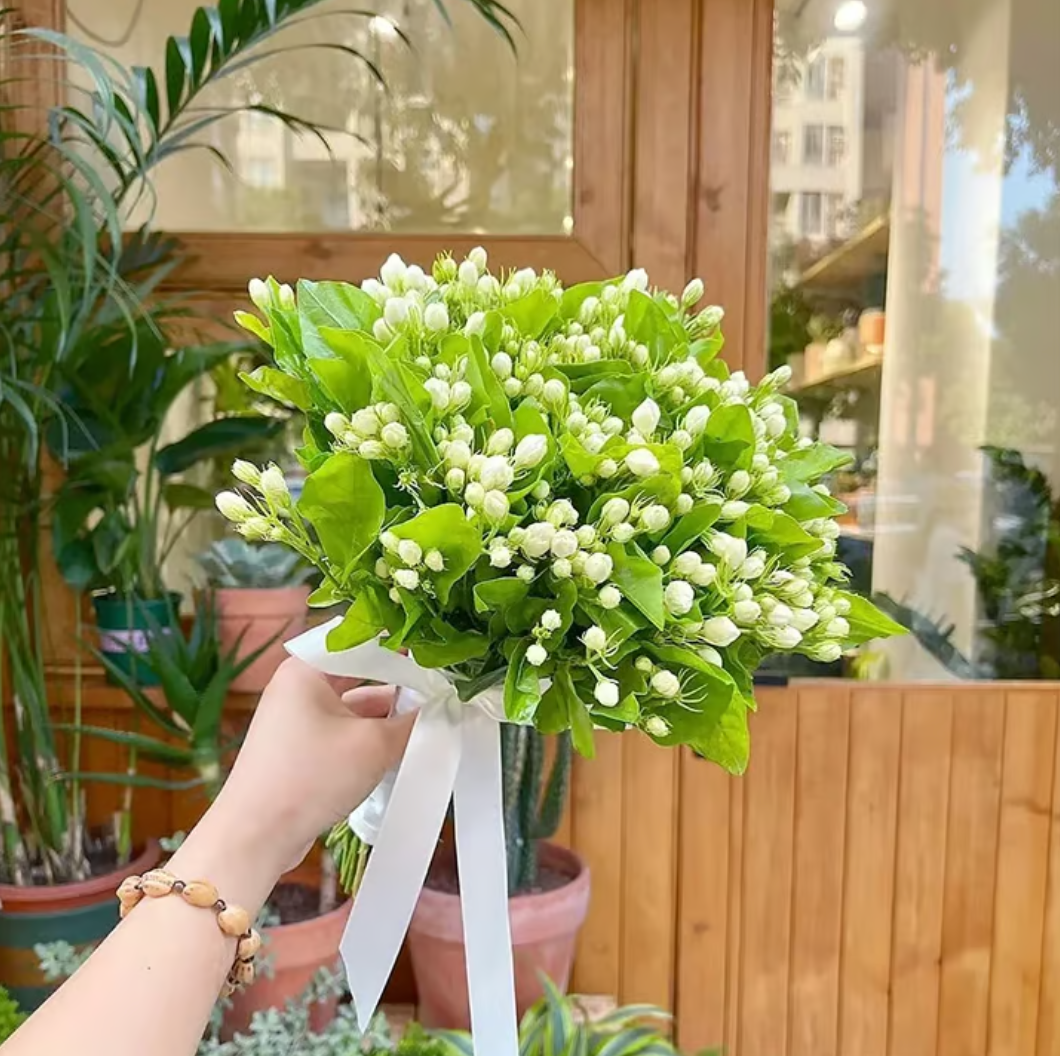 🔥⏰Dernier jour - 49 % de réduction🔥✨Graines de Jasmin Double🏡 | Créez votre vase parfait ici🌼